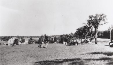 The Stone Barn (Old Paine Farm) on the left, with Fair Acres Farm cows in the foreground.